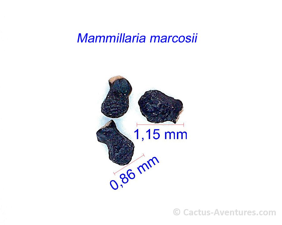 Mammillaria marcosii JM
